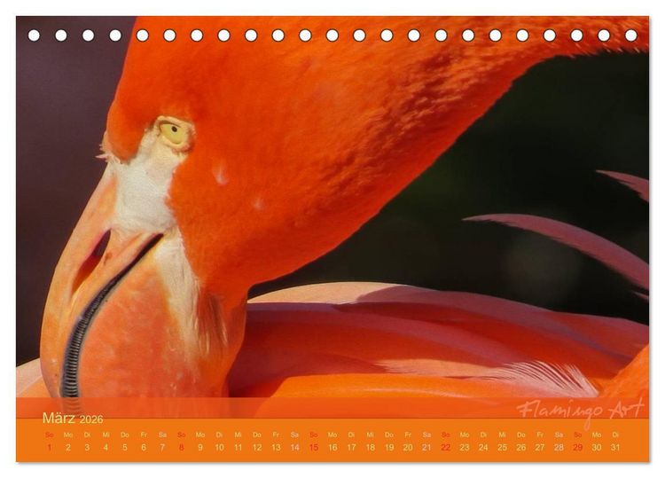 Produktbild: Flamingo Art 2026 (Tischkalender 2026 DIN A5 quer), CALVENDO Monatskalender