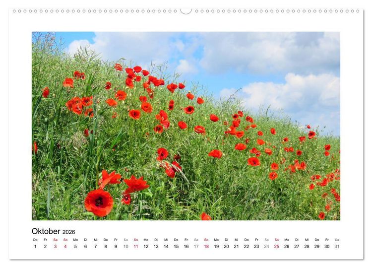 Produktbild: Mohn, zarte Bl&uuml;ten, starke Farben (hochwertiger Premium Wandkalender 2026 DIN A2 quer), Kunstdruck in Hochglanz