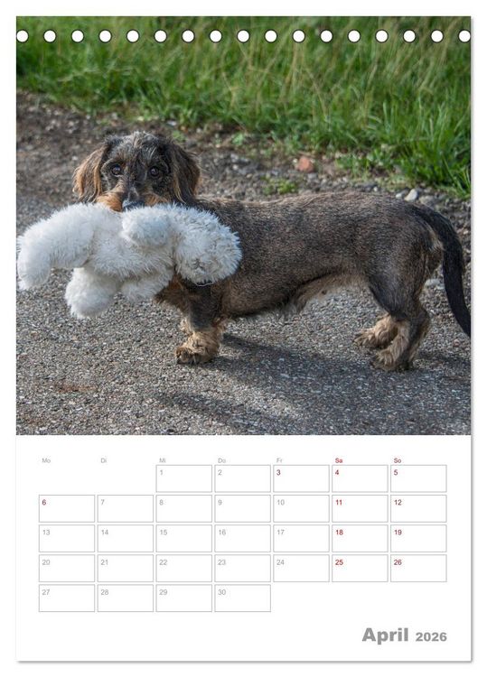 Produktbild: Dackelportraits (Tischkalender 2026 DIN A5 hoch), CALVENDO Monatskalender