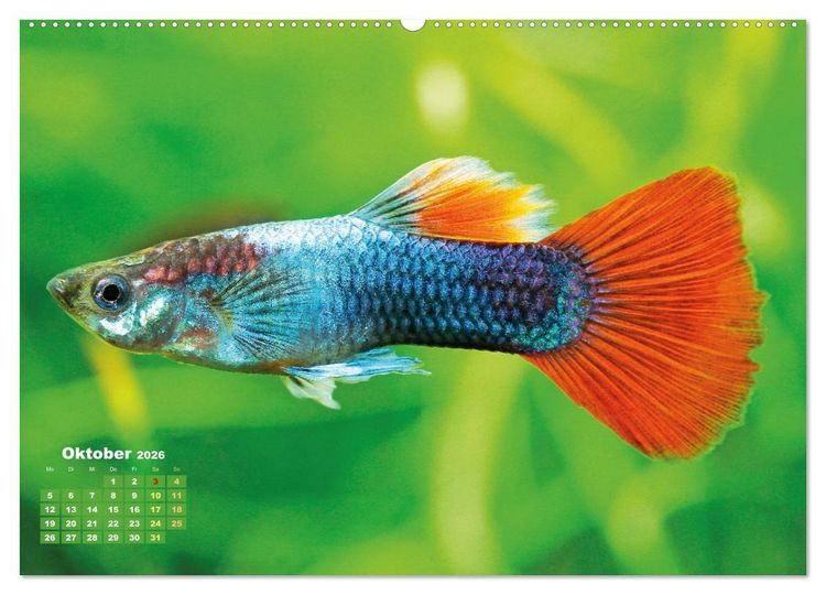 Produktbild: Glanz im Aquarium: S&uuml;&szlig;wasserfische (hochwertiger Premium Wandkalender 2026 DIN A2 quer), Kunstdruck in Hochglanz