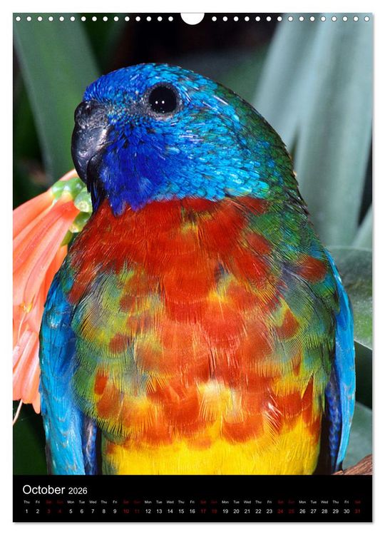 Produktbild: Fascinating parrots from all over the world (Wall Calendar 2026 DIN A3 portrait), CALVENDO 12 Month Wall Calendar