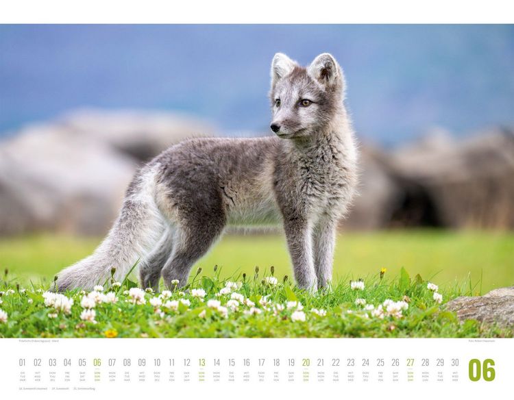 Produktbild: Tierwelt Skandinavien Kalender 2027