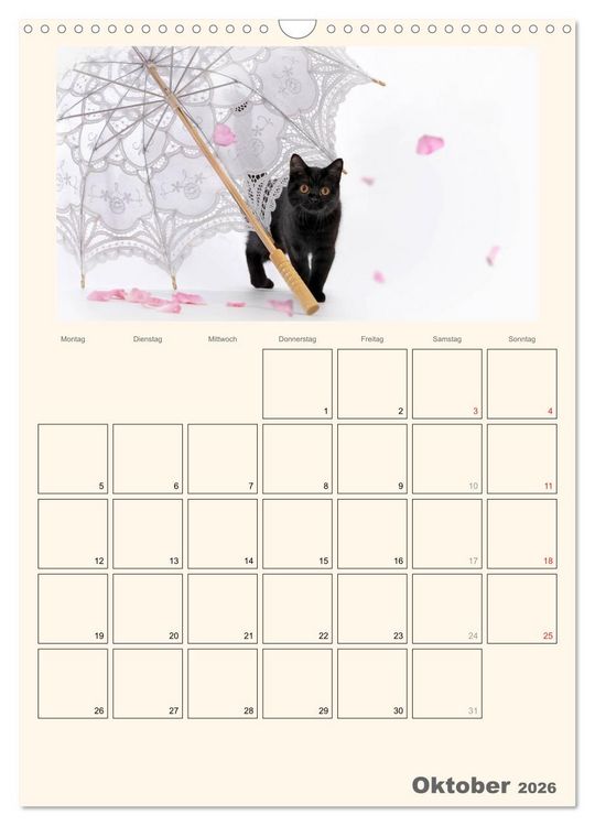 Produktbild: Schmusige Britisch Kurzhaar (Wandkalender 2026 DIN A3 hoch), CALVENDO Monatskalender