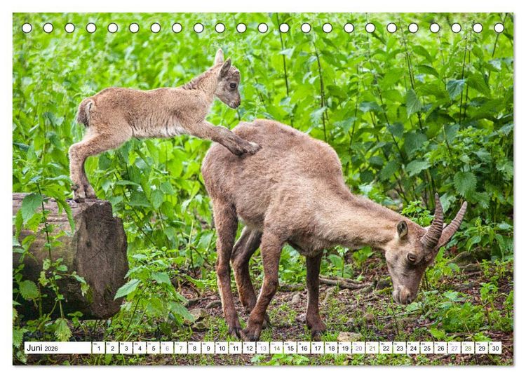 Produktbild: Steinb&ouml;cke - imposante Tiere (Tischkalender 2026 DIN A5 quer), CALVENDO Monatskalender