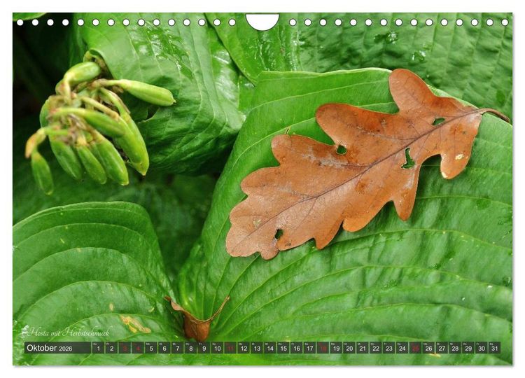 Produktbild: Hosta Staude mit Herz (Wandkalender 2026 DIN A4 quer), CALVENDO Monatskalender