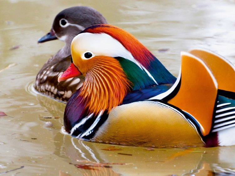Produktbild: CALVENDO Puzzle Mandarinente | 1000 Teile Lege-Gr&ouml;&szlig;e 64x48cm Foto-Puzzle f&uuml;r gl&uuml;ckliche Stunden