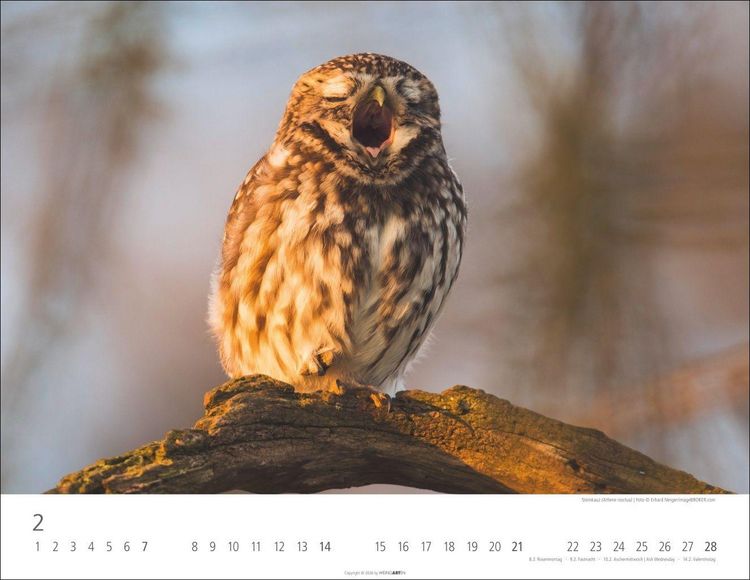 Produktbild: Eulen Kalender 2027