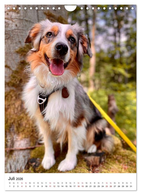 Produktbild: Hermine - Ein Jahr mit einem Mini Australian Shepherd (Wandkalender 2026 DIN A4 hoch), CALVENDO Monatskalender