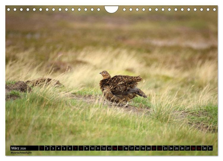 Produktbild: Traumhafte Yorkshire Dales (Wandkalender 2026 DIN A4 quer), CALVENDO Monatskalender