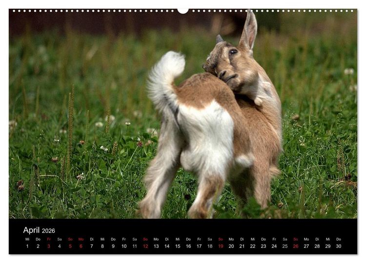 Produktbild: Zwergziegen (Wandkalender 2026 DIN A2 quer), CALVENDO Monatskalender