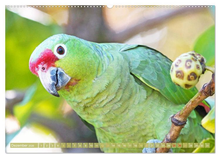 Produktbild: Farbenfrohe Papageien (Wandkalender 2026 DIN A2 quer), CALVENDO Monatskalender