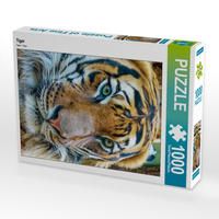 Produktbild: CALVENDO Puzzle Tiger 1000 Teile Lege-Gr&ouml;&szlig;e 480 x 640 cm Foto-Puzzle Bild von Peter Roder