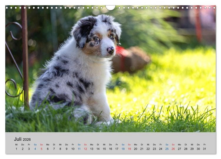 Produktbild: Australian Shepherd Welpen 2026 (Wandkalender 2026 DIN A3 quer), CALVENDO Monatskalender