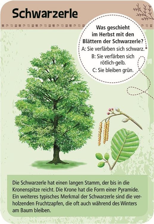 Produktbild: Expedition Natur - 50 heimische B&auml;ume