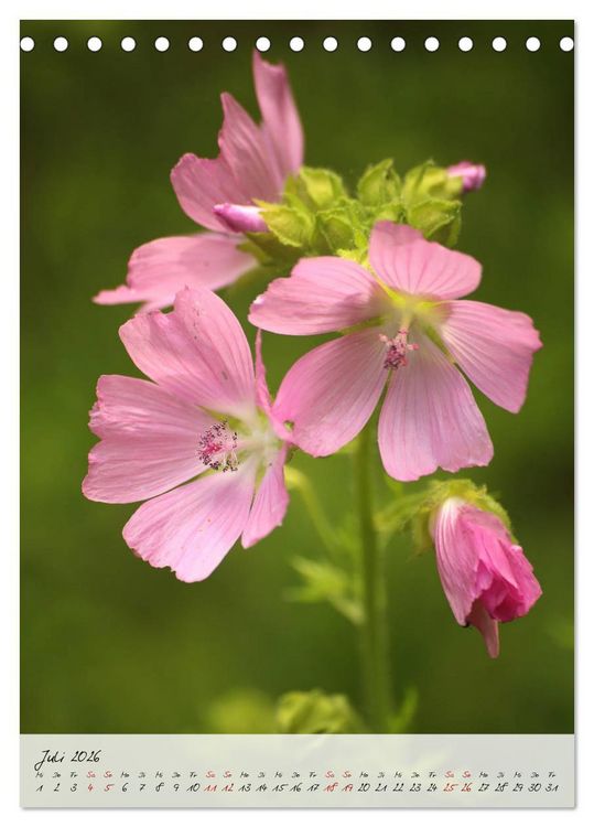 Produktbild: Florale Meisterwerke der Natur (Tischkalender 2026 DIN A5 hoch), CALVENDO Monatskalender