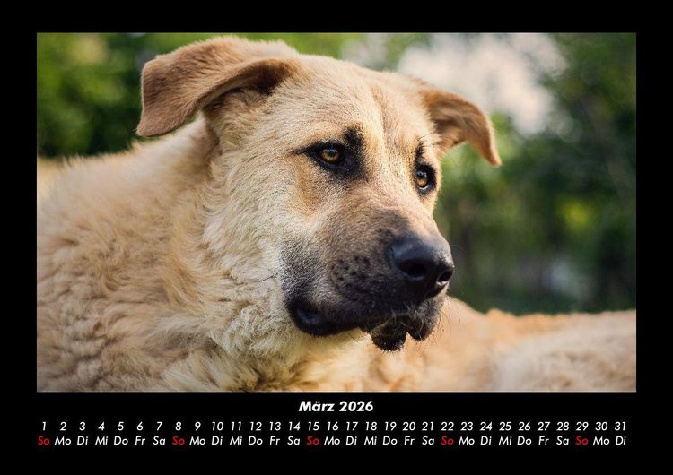 Produktbild: Der Hundekalender 2026 Fotokalender DIN A3