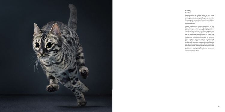 Produktbild: Katzen