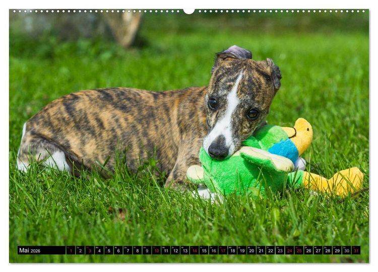 Produktbild: Schnell wie der Wind - Whippet (Wandkalender 2026 DIN A2 quer), CALVENDO Monatskalender