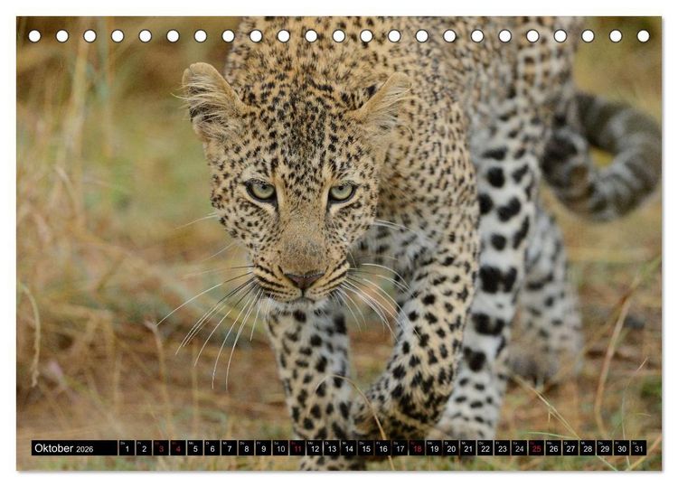 Produktbild: Faszination Afrika: Der Leopard (Tischkalender 2026 DIN A5 quer), CALVENDO Monatskalender