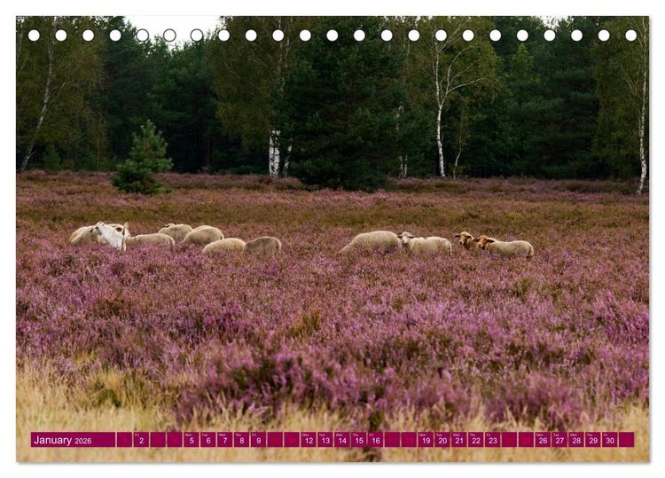 Produktbild: Just lovely - the power of pink heather blossom beauty (Desk Calendar 2026 DIN A5 landscape), CALVENDO 12 Month DeskCalendar
