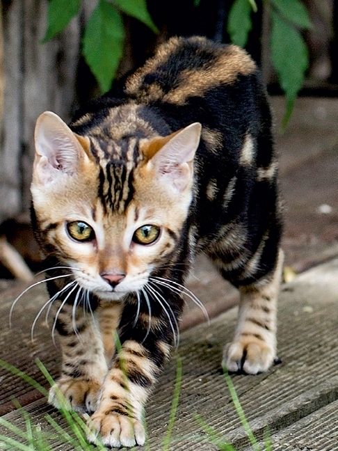 Produktbild: CALVENDO Puzzle Suki - kleine Leopardin | 1000 Teile Lege-Gr&ouml;&szlig;e 64x48cm Foto-Puzzle f&uuml;r gl&uuml;ckliche Stunden