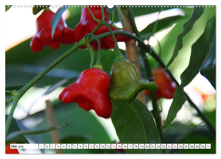 Produktbild: F&uuml;r Chili Liebhaber (hochwertiger Premium Wandkalender 2026 DIN A2 quer), Kunstdruck in Hochglanz