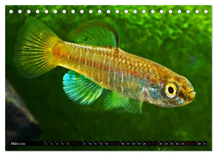 Produktbild: Outdoor-Aquaristik (Tischkalender 2026 DIN A5 quer), CALVENDO Monatskalender