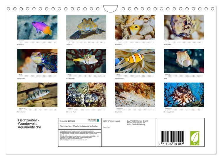 Produktbild: Fischzauber - Wundervolle Aquarienfische (Wandkalender 2026 DIN A4 quer), CALVENDO Monatskalender