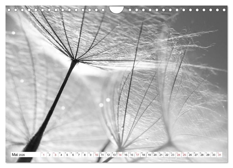 Produktbild: Pusteblumenzauber in schwarzwei&szlig; (Wandkalender 2026 DIN A4 quer), CALVENDO Monatskalender