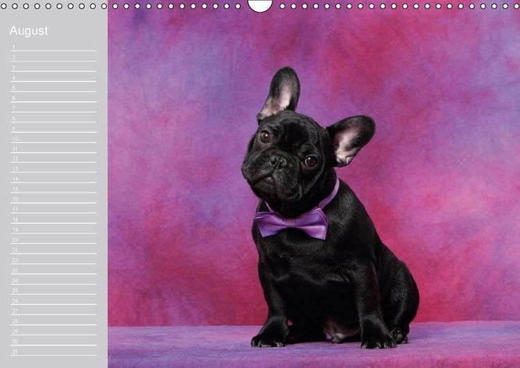 Produktbild: Der Bully-Geburtstagskalender - nie wieder einen Geburtstag "verschlafen"... (Wandkalender immerw&auml;hrend DIN A3 quer)