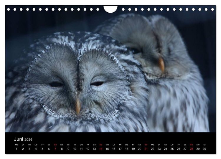 Produktbild: Greifv&ouml;gel (Wandkalender 2026 DIN A4 quer), CALVENDO Monatskalender