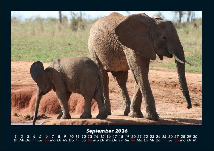 Produktbild: Elefanten Kalender 2026 Fotokalender DIN A4