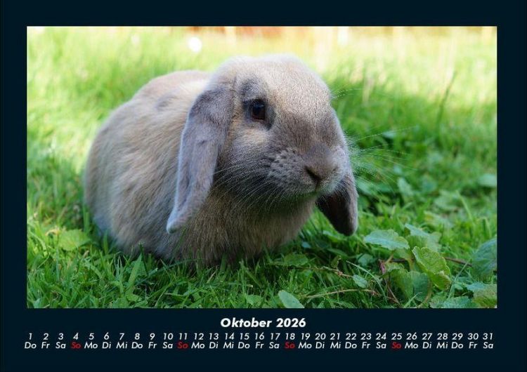 Produktbild: Haustierkalender 2026 Fotokalender DIN A4