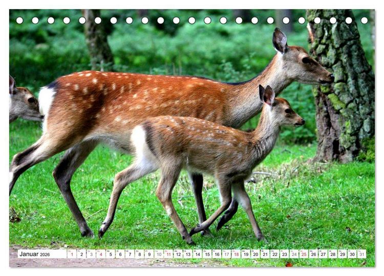 Produktbild: Der Damhirsch - Der Schaufeltr&auml;ger des Waldes (Tischkalender 2026 DIN A5 quer), CALVENDO Monatskalender