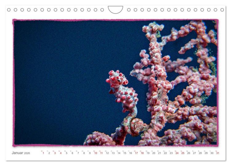 Produktbild: Pygm&auml;enseepferdchen, kleines Pferd ganz gro&szlig; (Wandkalender 2026 DIN A4 quer), CALVENDO Monatskalender
