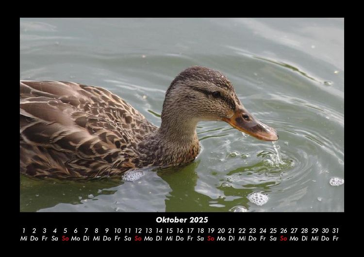 Produktbild: Enten 2025 Fotokalender DIN A3