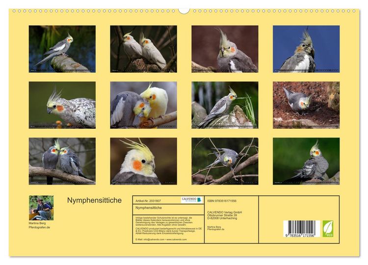 Produktbild: Nymphensittiche (hochwertiger Premium Wandkalender 2026 DIN A2 quer), Kunstdruck in Hochglanz