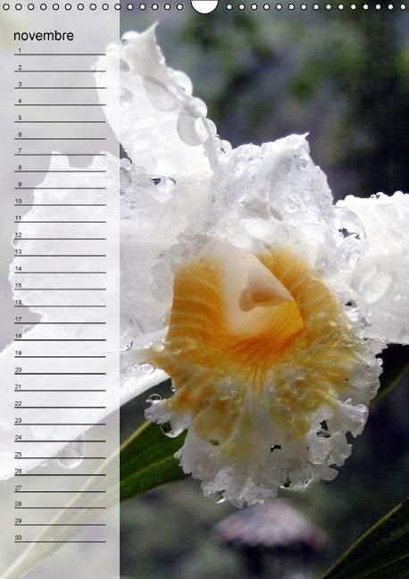 Produktbild: Blank, R: Fleurs tropicales / calendrier anniversaire (Calen