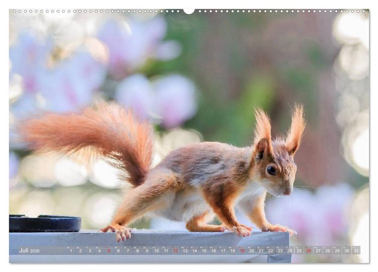 Produktbild: Eichh&ouml;rnchen am Fenster (Wandkalender 2026 DIN A2 quer), CALVENDO Monatskalender