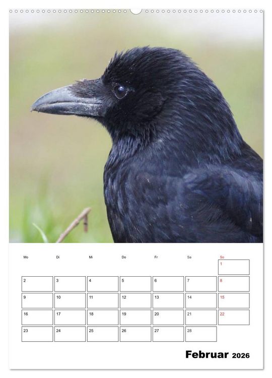 Produktbild: Rabenv&ouml;gel Terminplaner (Wandkalender 2026 DIN A2 hoch), CALVENDO Monatskalender