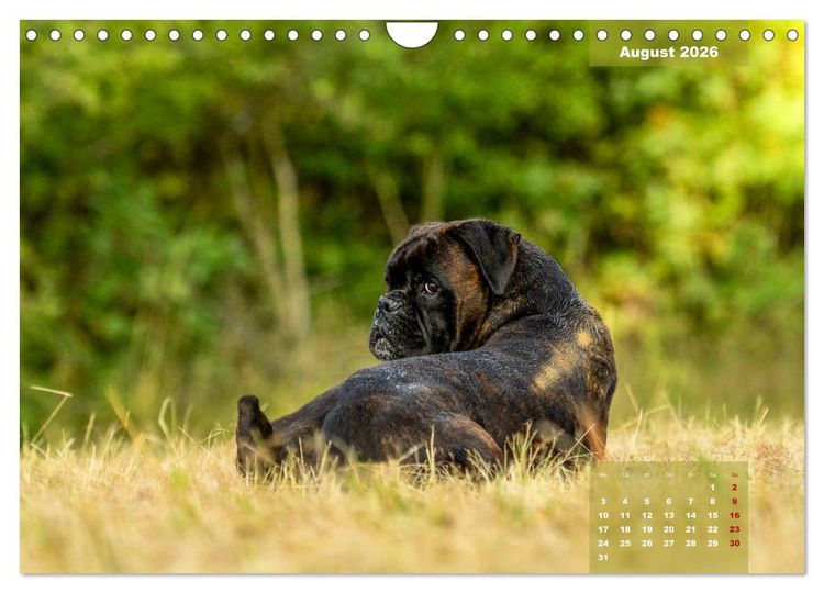 Produktbild: Einmal Boxer - immer Boxer (Wandkalender 2026 DIN A4 quer), CALVENDO Monatskalender