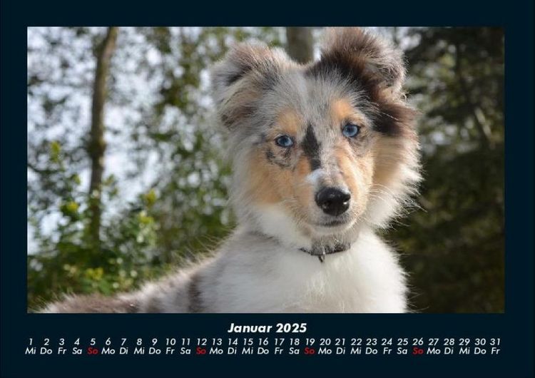 Produktbild: Hunde 2025 Fotokalender DIN A4