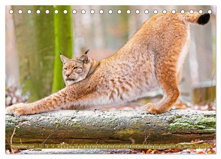 Produktbild: Dem Luchs auf der Spur (Tischkalender 2026 DIN A5 quer), CALVENDO Monatskalender
