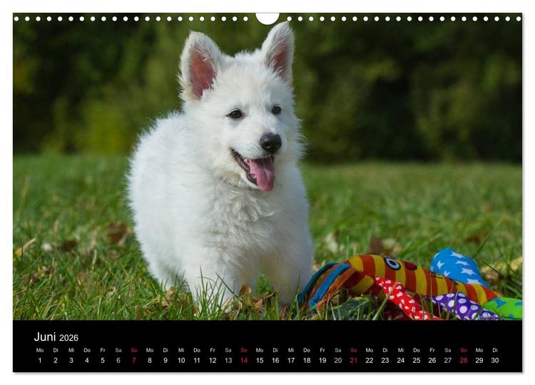 Produktbild: Wei&szlig;er Schweizer Sch&auml;ferhund - Ein Tag im Leben einer Hundefamilie (Wandkalender 2026 DIN A3 quer), CALVENDO Monatskalender