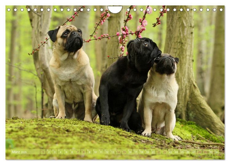 Produktbild: Lustige M&ouml;pse aus der Hundeknipserei (Wandkalender 2026 DIN A4 quer), CALVENDO Monatskalender