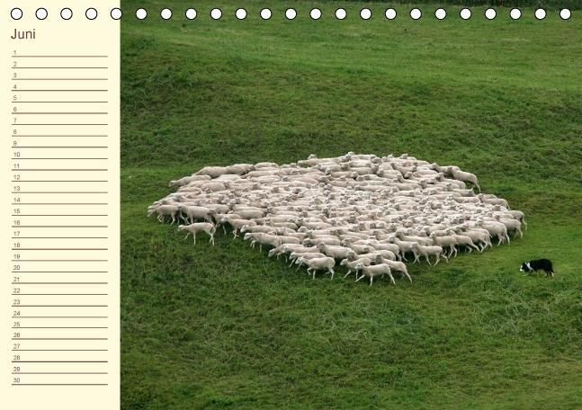 Produktbild: Der wollige Geburtstagskalender (Tischkalender immerw&auml;hrend DIN A5 quer)