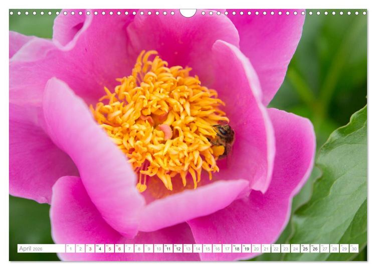 Produktbild: Pfingstrosentraum (Wandkalender 2026 DIN A3 quer), CALVENDO Monatskalender