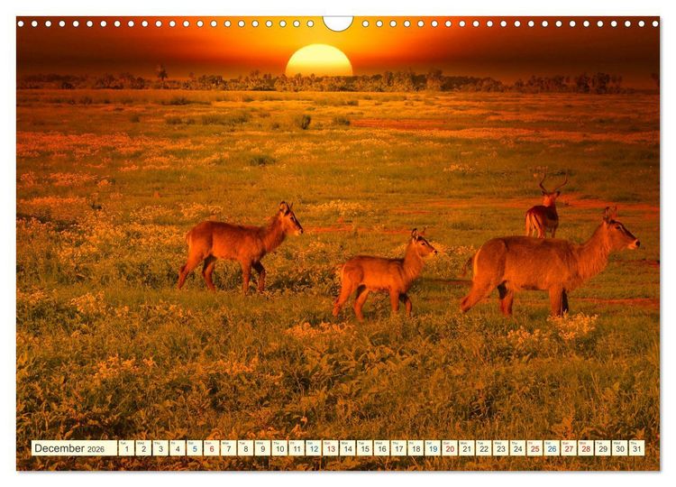 Produktbild: Fantastic Kenya (Wall Calendar 2026 DIN A3 landscape), CALVENDO 12 Month Wall Calendar