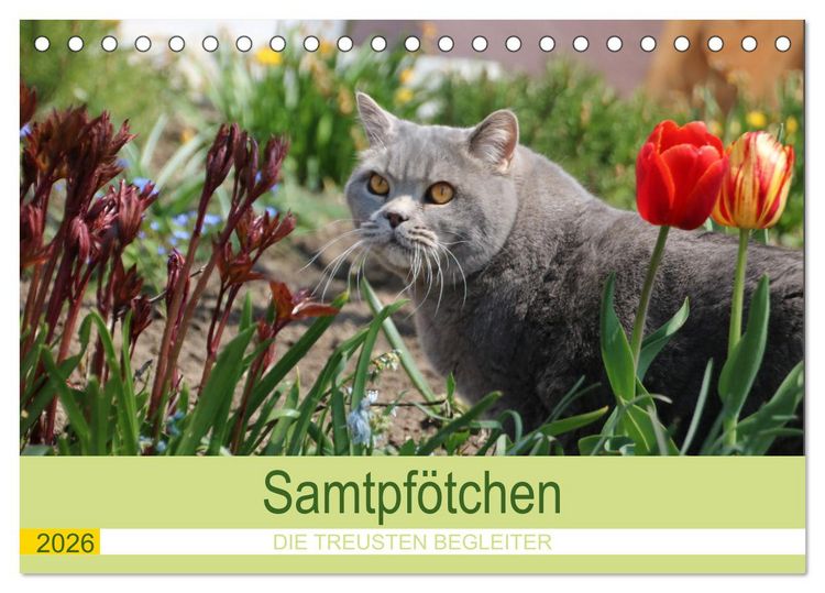 Produktbild: Samtpf&ouml;tchen - Die treusten Begleiter 2026 (Tischkalender 2026 DIN A5 quer), CALVENDO Monatskalender
