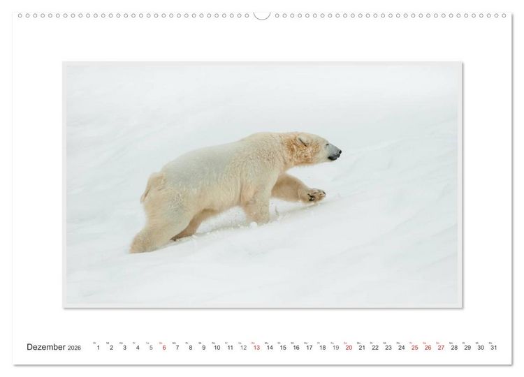 Produktbild: Emotionale Momente: Der Eisb&auml;r. (hochwertiger Premium Wandkalender 2026 DIN A2 quer), Kunstdruck in Hochglanz